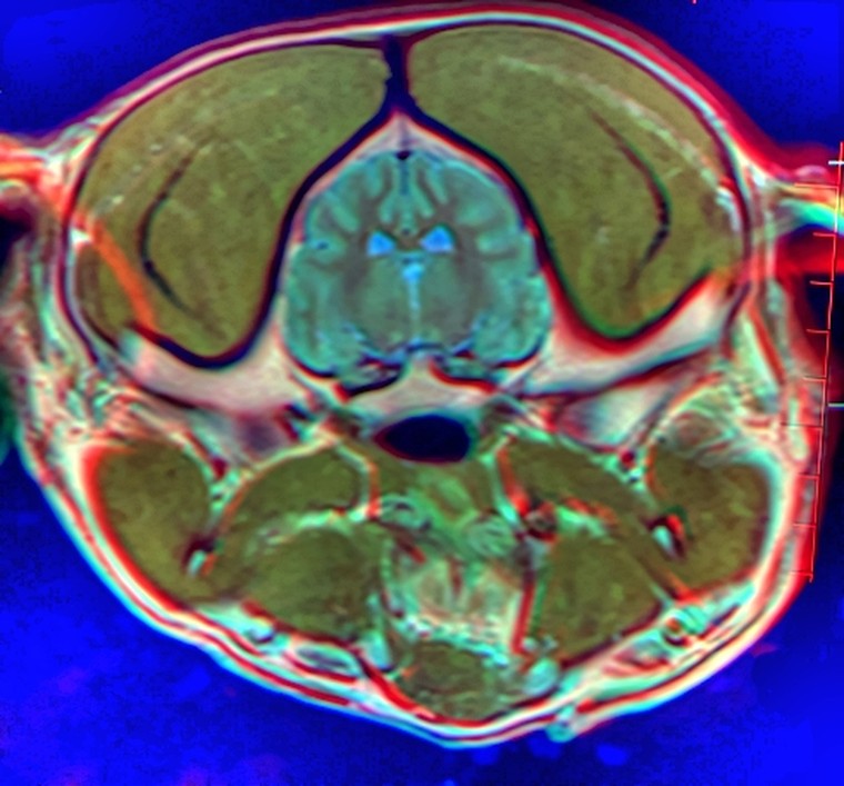 개 뇌 MRI