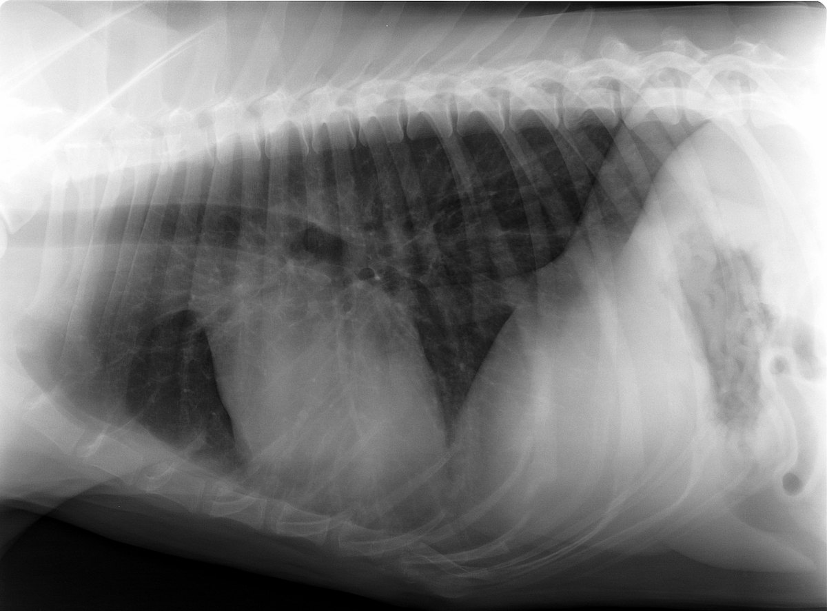 Measuring VHS on a canine lateral thoracic radiograph